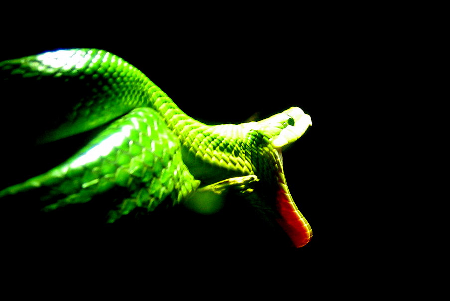 green-snake.jpg