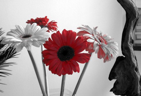 Red Gerber daisies in a black and white backdrop
